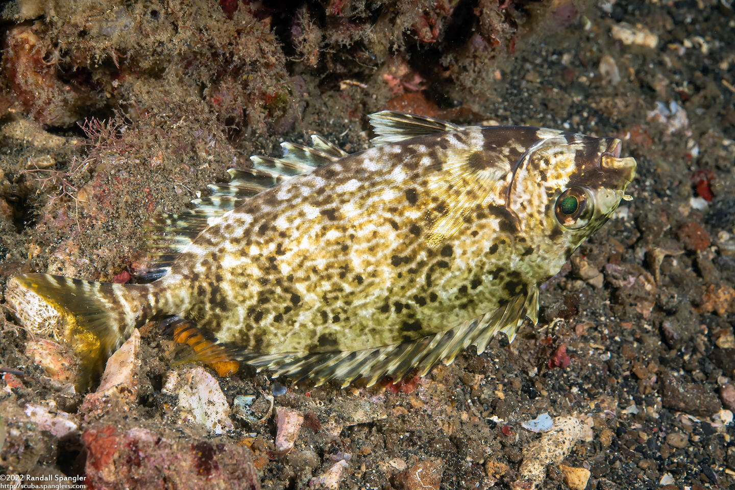Siganus lineatus (Lined Rabbitfish)
