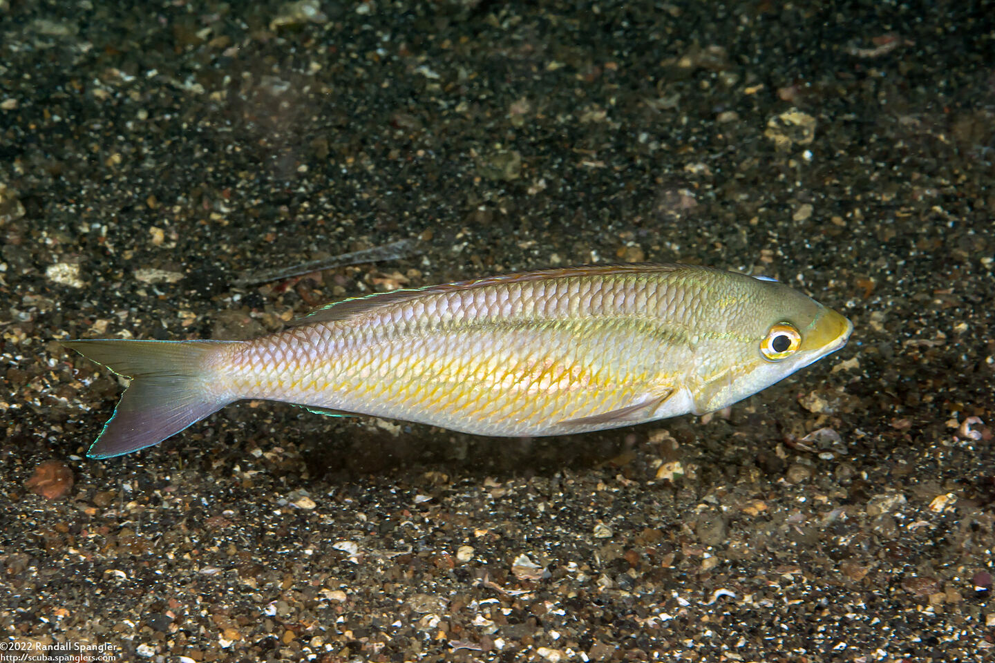 Pentapodus trivittatus (Three-Striped Whiptail)