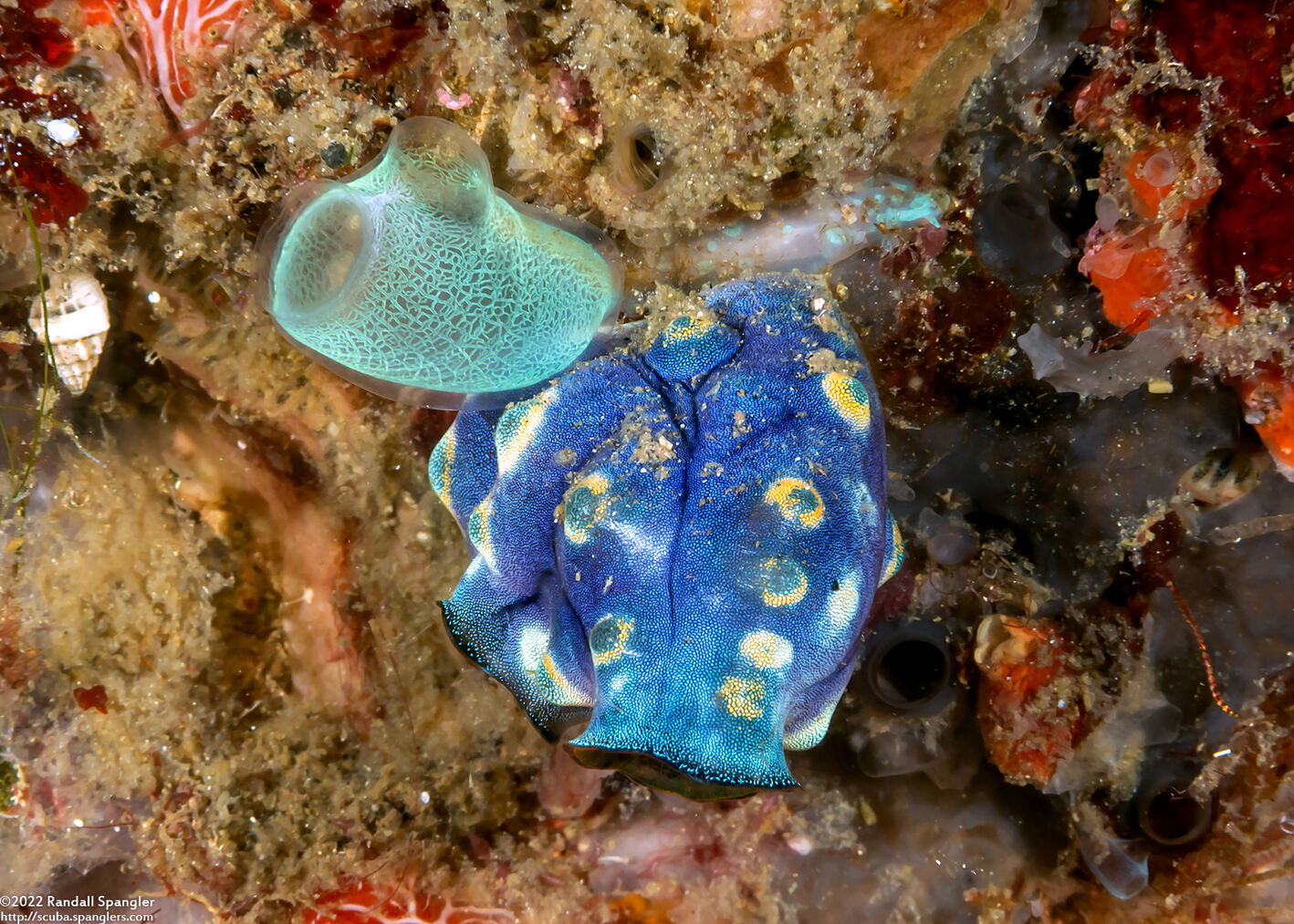 Rhopalaea crassa (Rhopalaea Crassa)