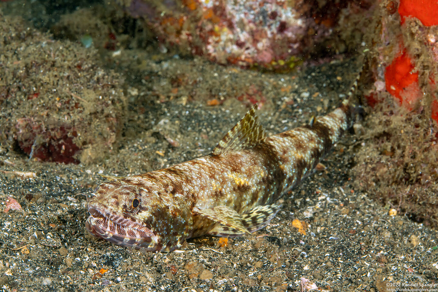 Saurida gracilis (Slender Lizardfish)