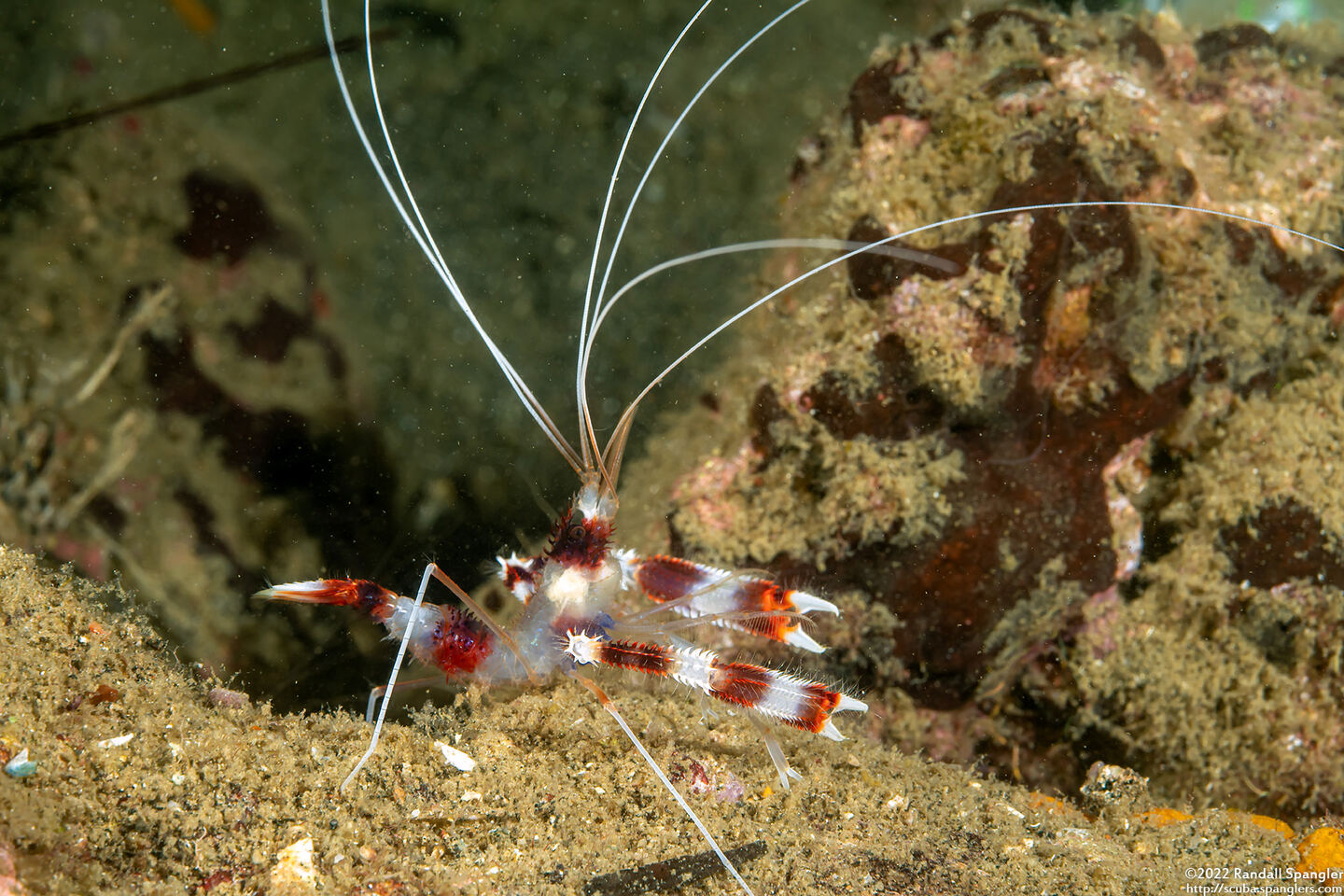 Stenopus hispidus (Banded Coral Shrimp)