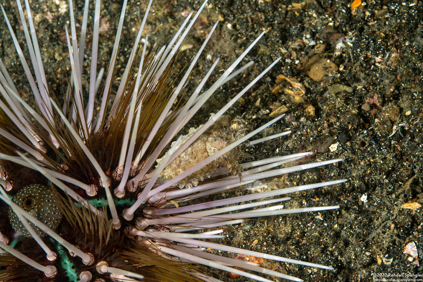Sepia bandensis (Dwarf Cuttlefish)