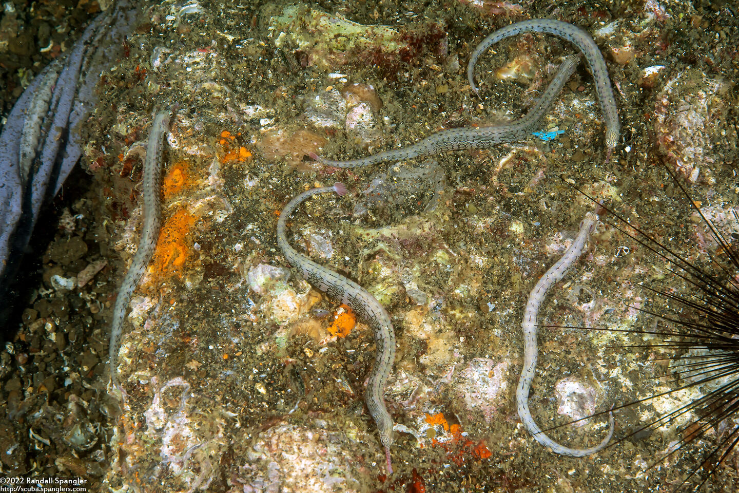 Corythoichthys haematopterus (Reeftop Pipefish)