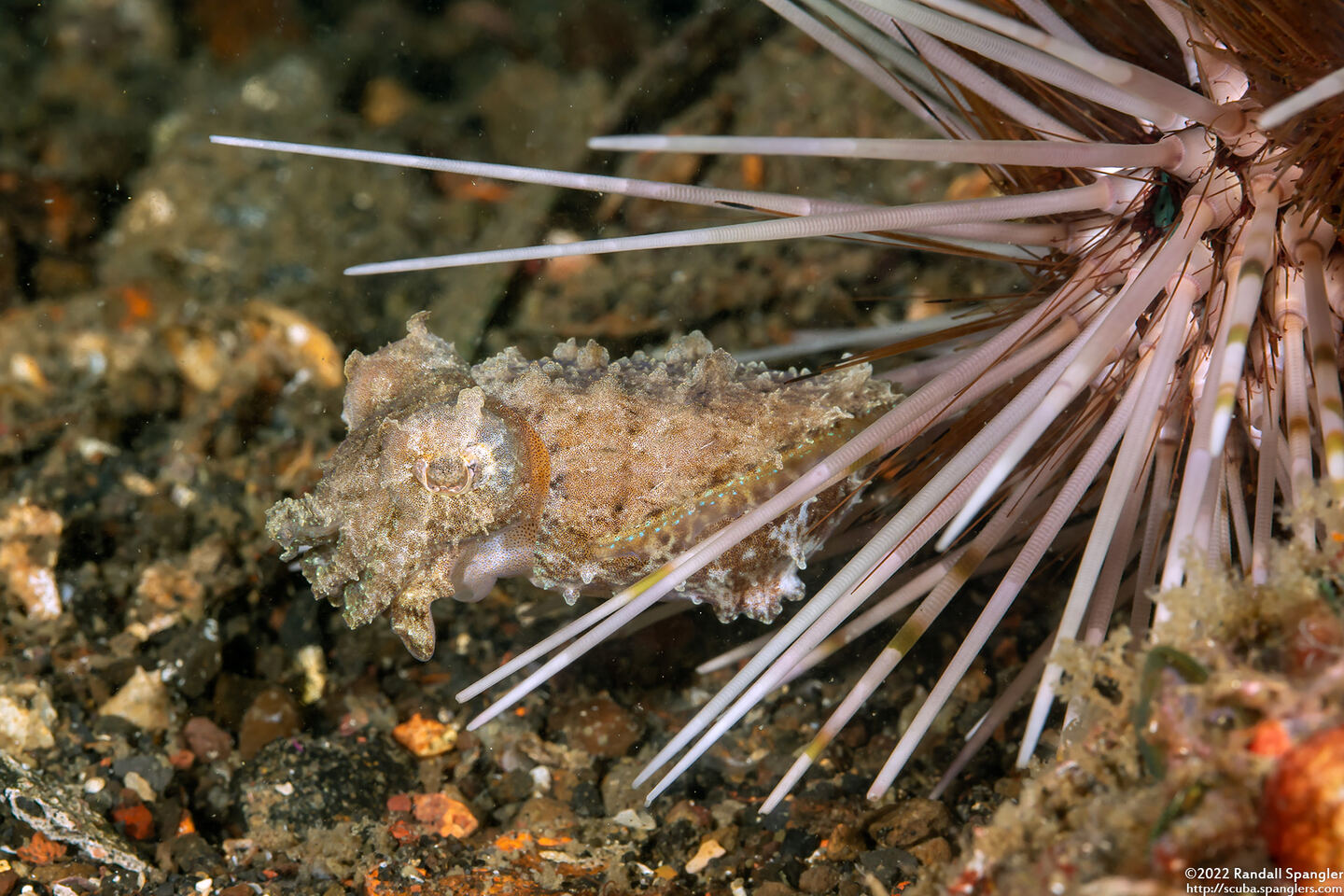 Sepia bandensis (Dwarf Cuttlefish)