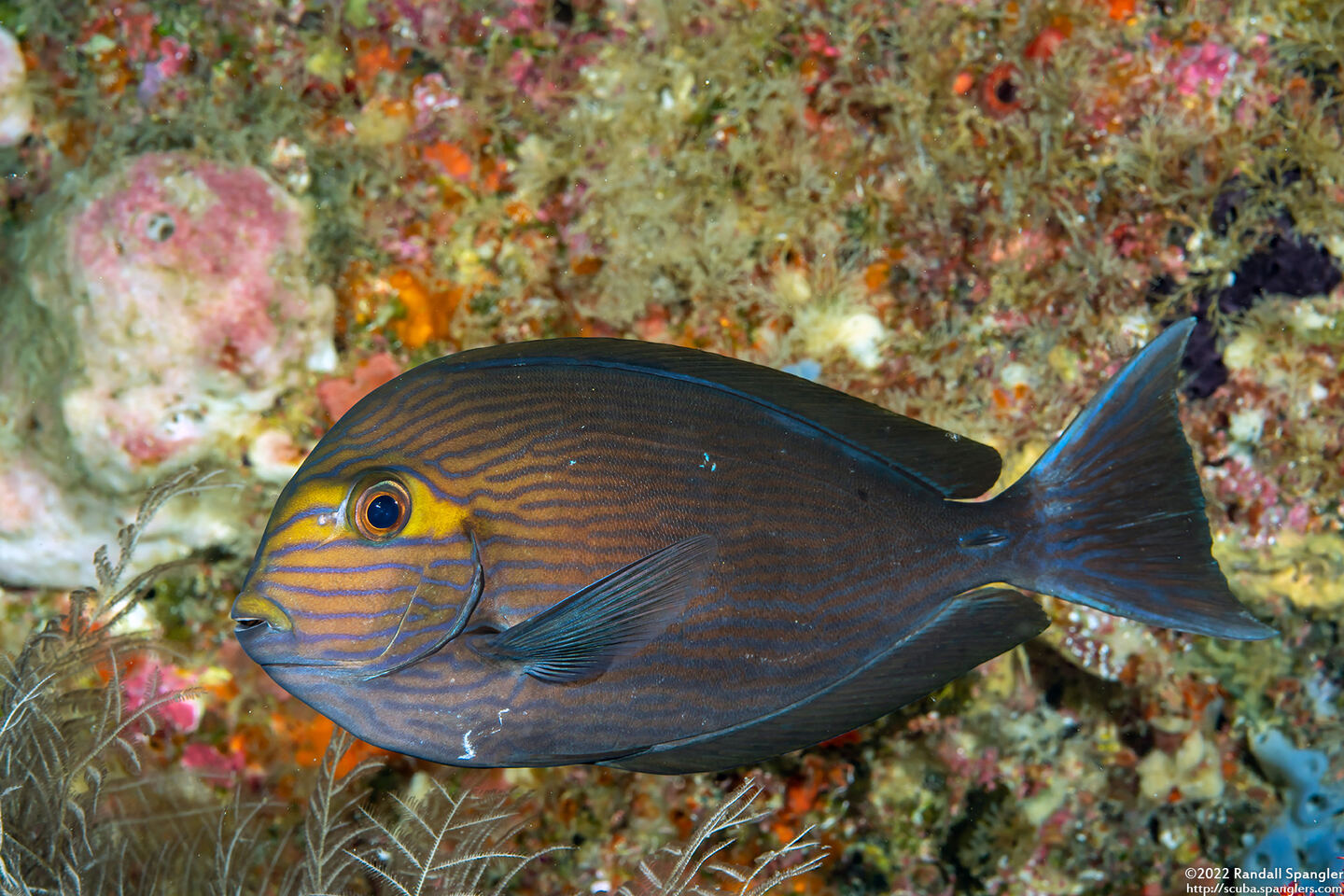 Acanthurus mata (Yellowmask Surgeonfish)