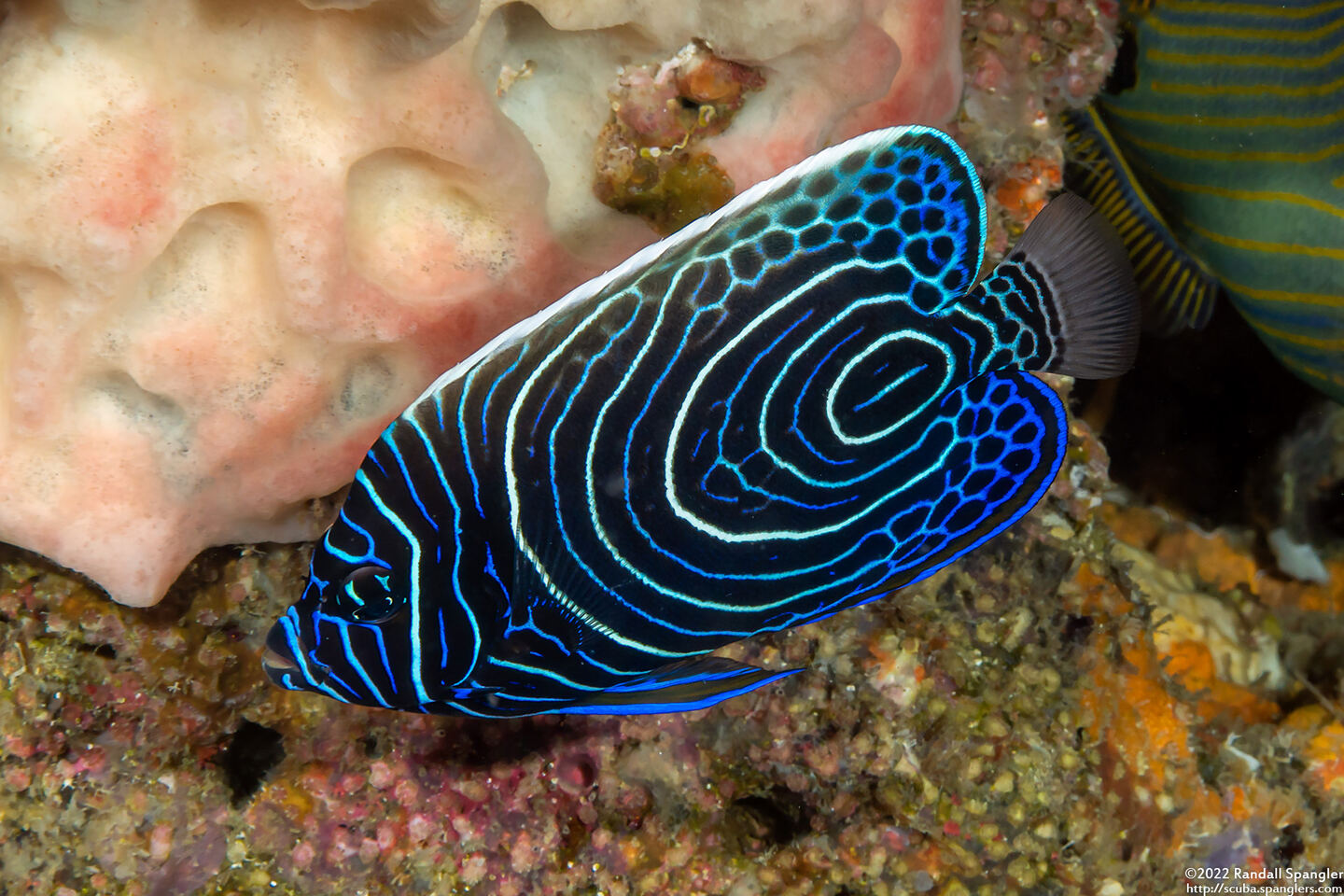 Pomacanthus imperator (Emperor Angelfish)