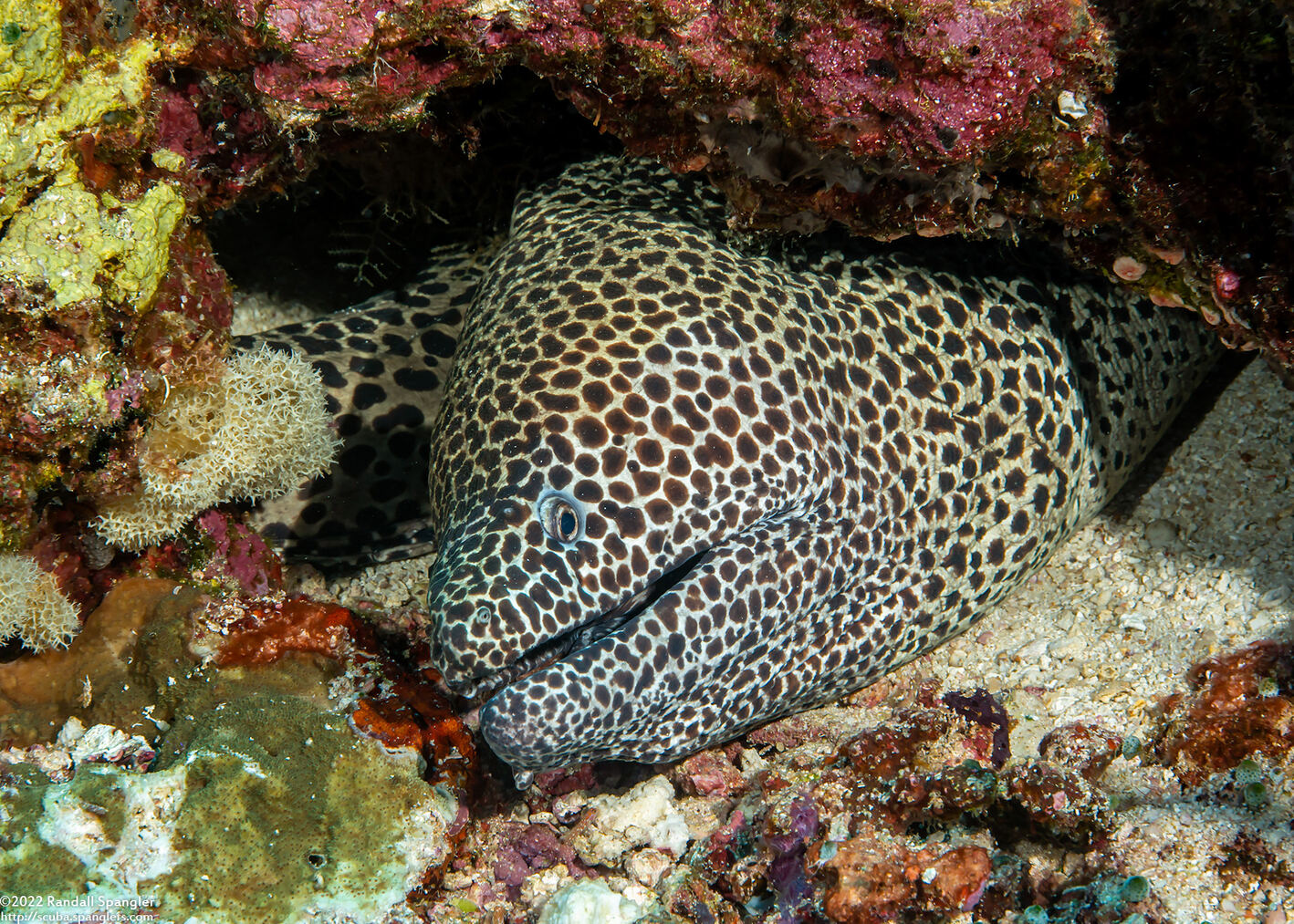 Gymnothorax favagineus (Honeycomb Moray)