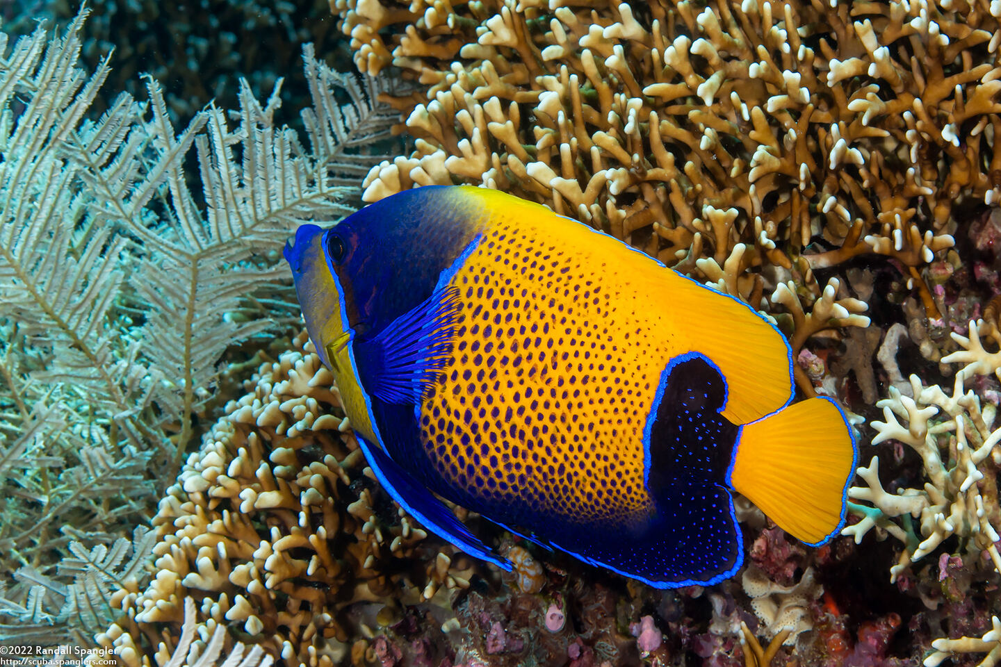 Pomacanthus navarchus (Bluegirdled Angelfish)