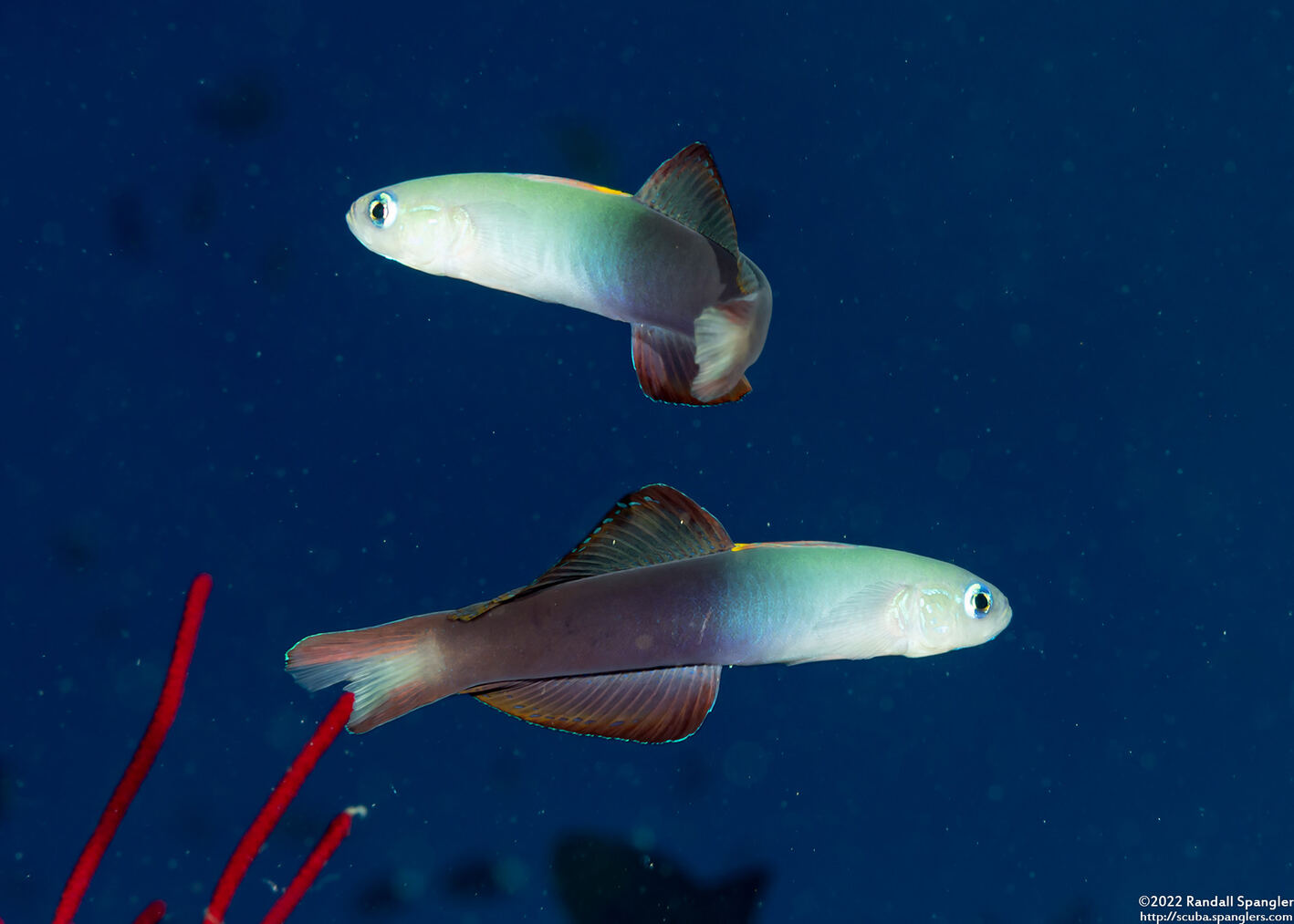 Ptereleotris evides (Twotone Dartfish)