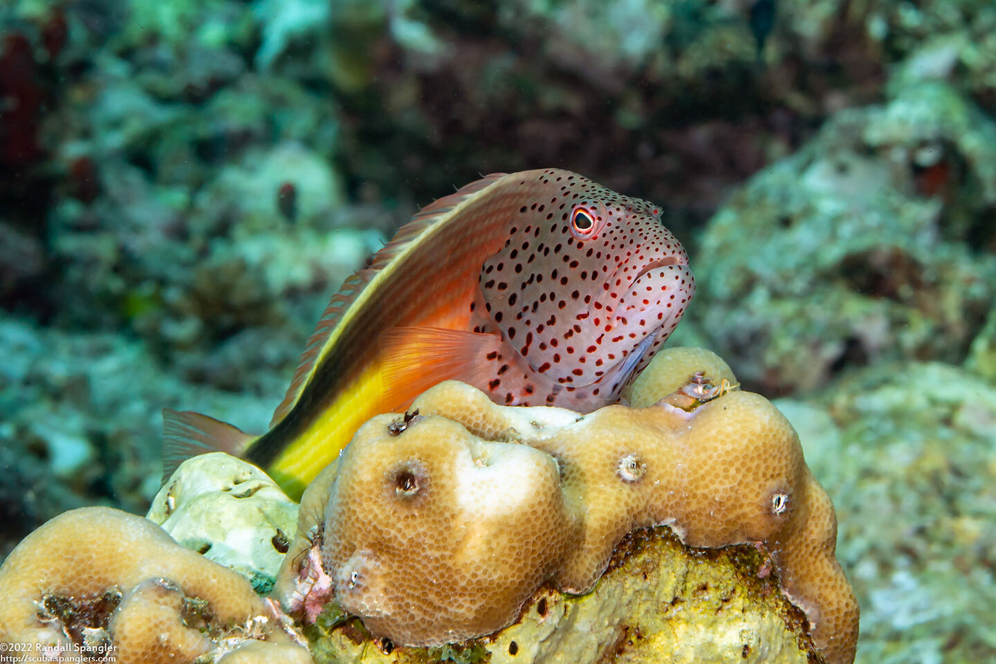 Paracirrhites forsteri (Freckled Hawkfish)