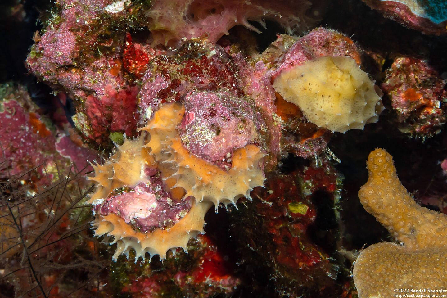 Callyspongia sp.1 (Callyspongia sp.1)