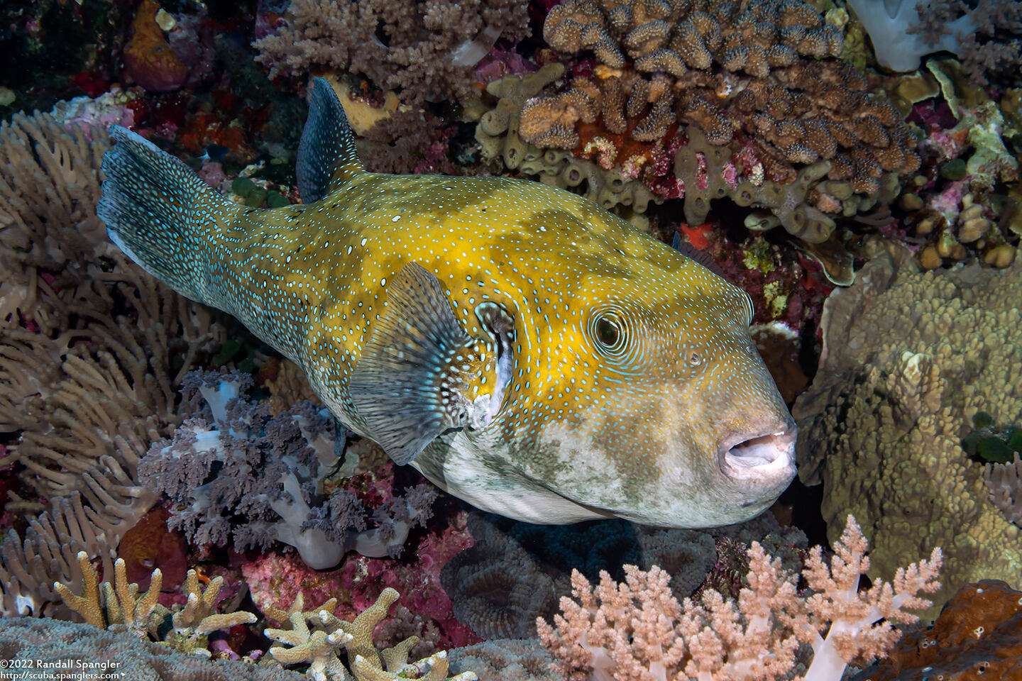 Arothron caeruleopunctatus (Blue-Spotted Puffer)
