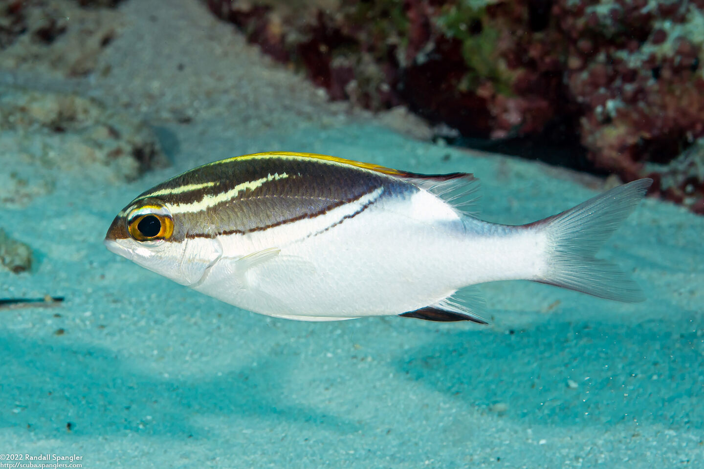 Scolopsis bilineata (Bridled Monocle Bream)