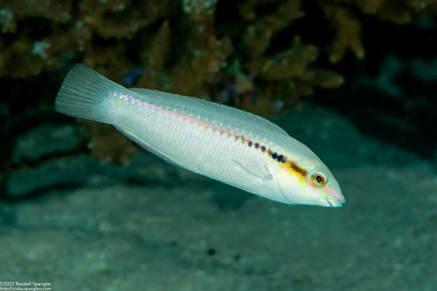 Halichoeres scapularis (Zigzag Wrasse)