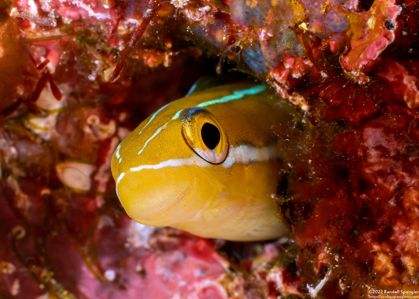 Plagiotremus rhinorhynchos (Bluestriped Fangblenny)