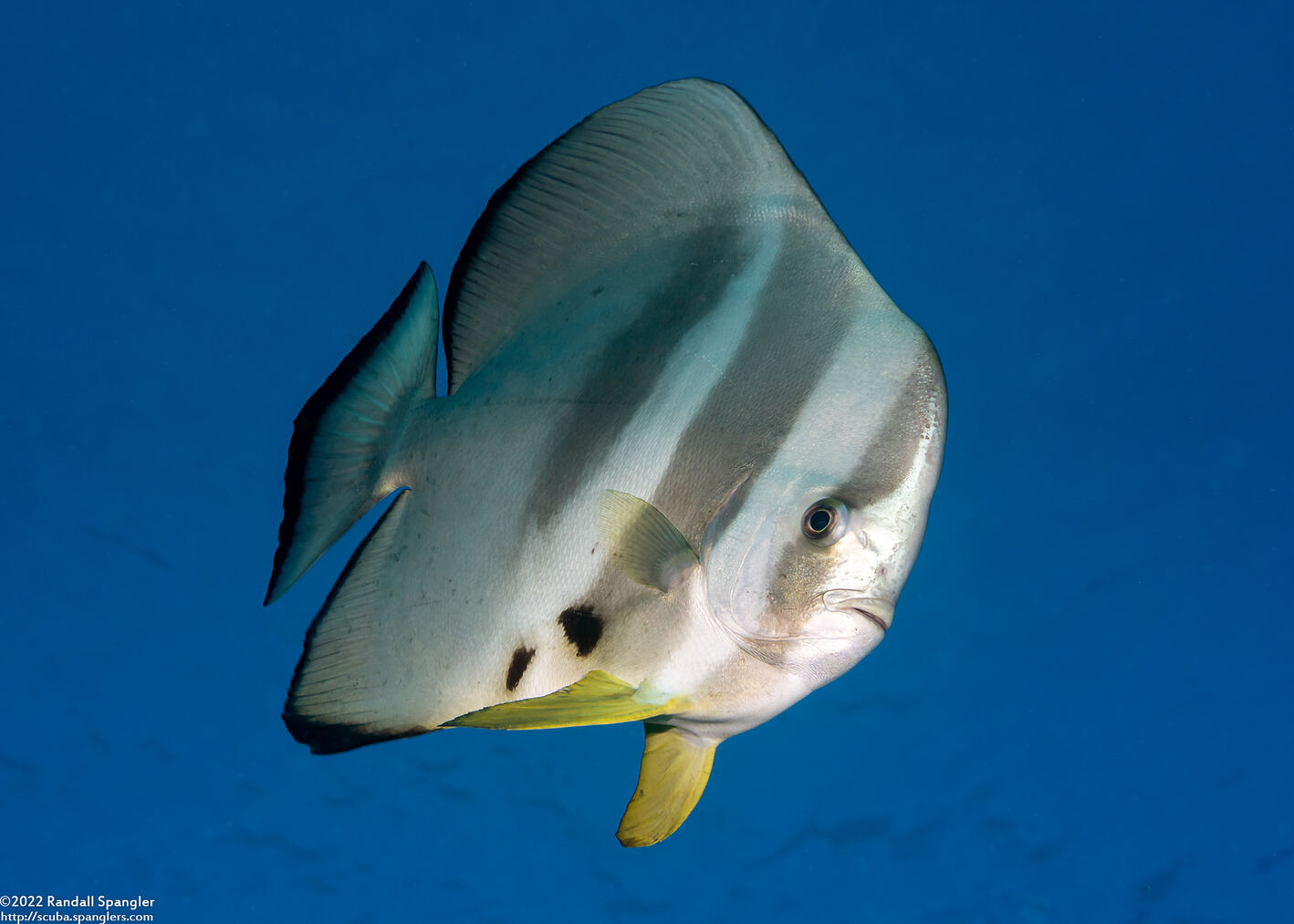Platax teira (Longfin Spadefish)