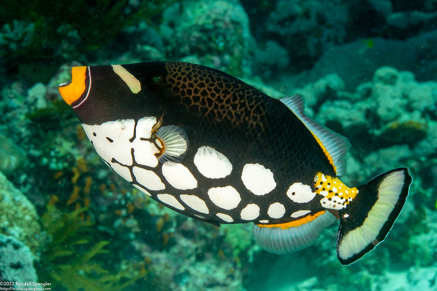 Balistoides conspicillum (Clown Triggerfish)