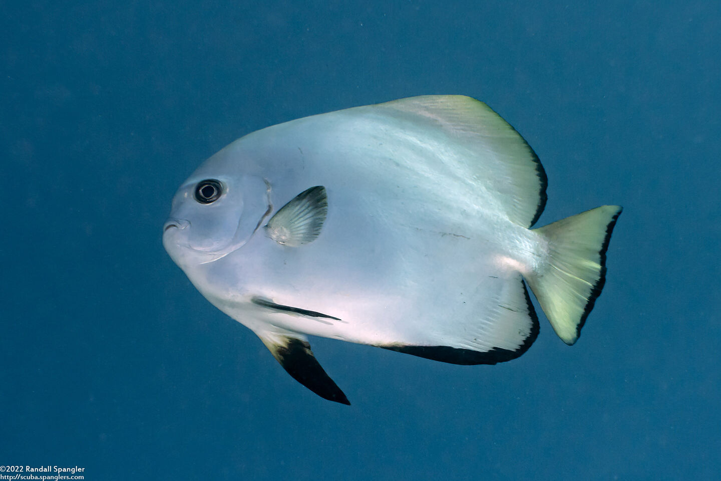 Platax boersii (Golden Spadefish)