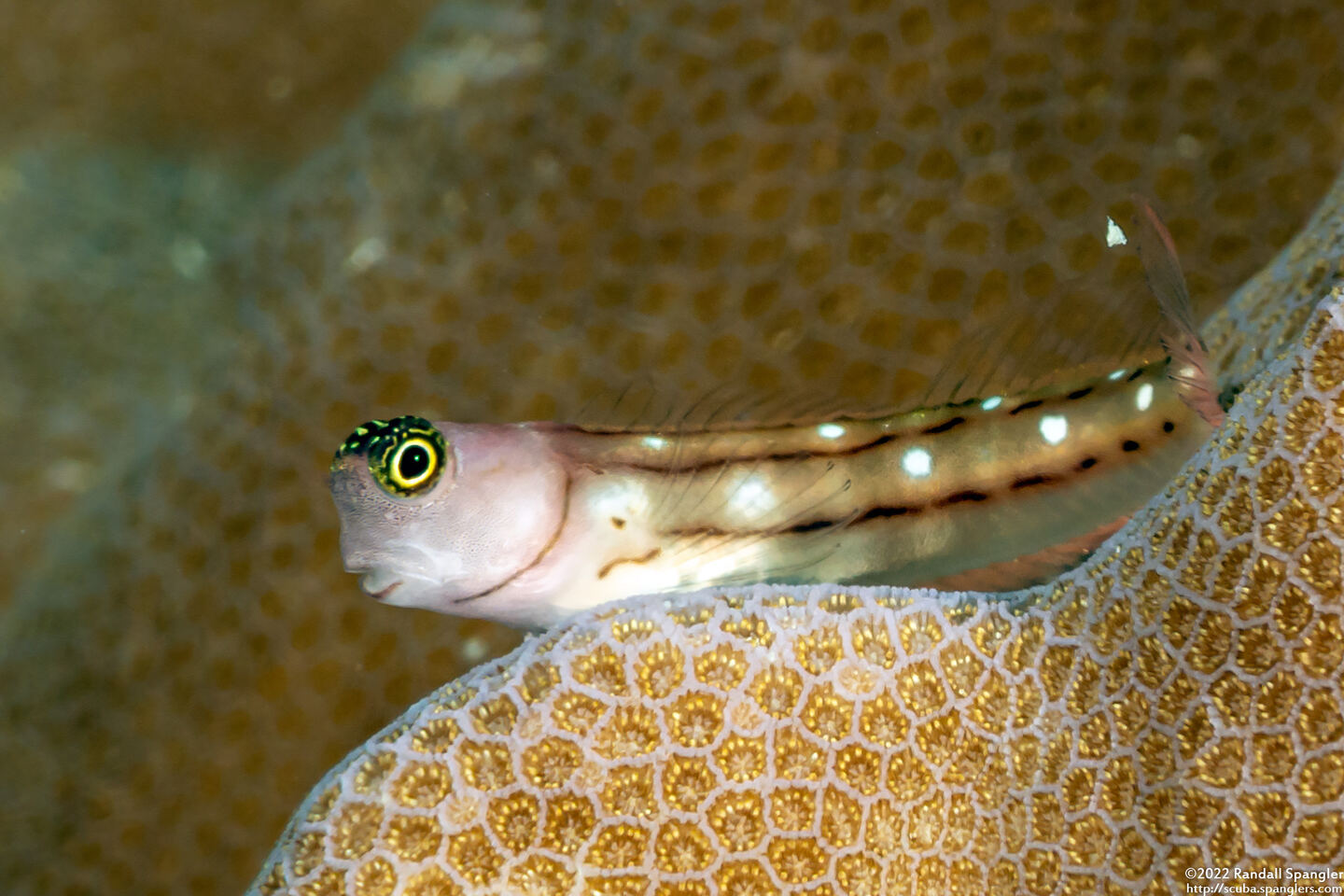 Ecsenius trilineatus (Three-Lined Coralblenny)