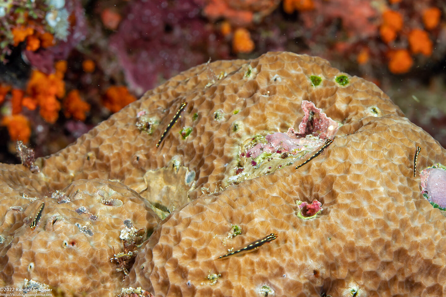 Eviota sebreei (Striped Dwarfgoby)