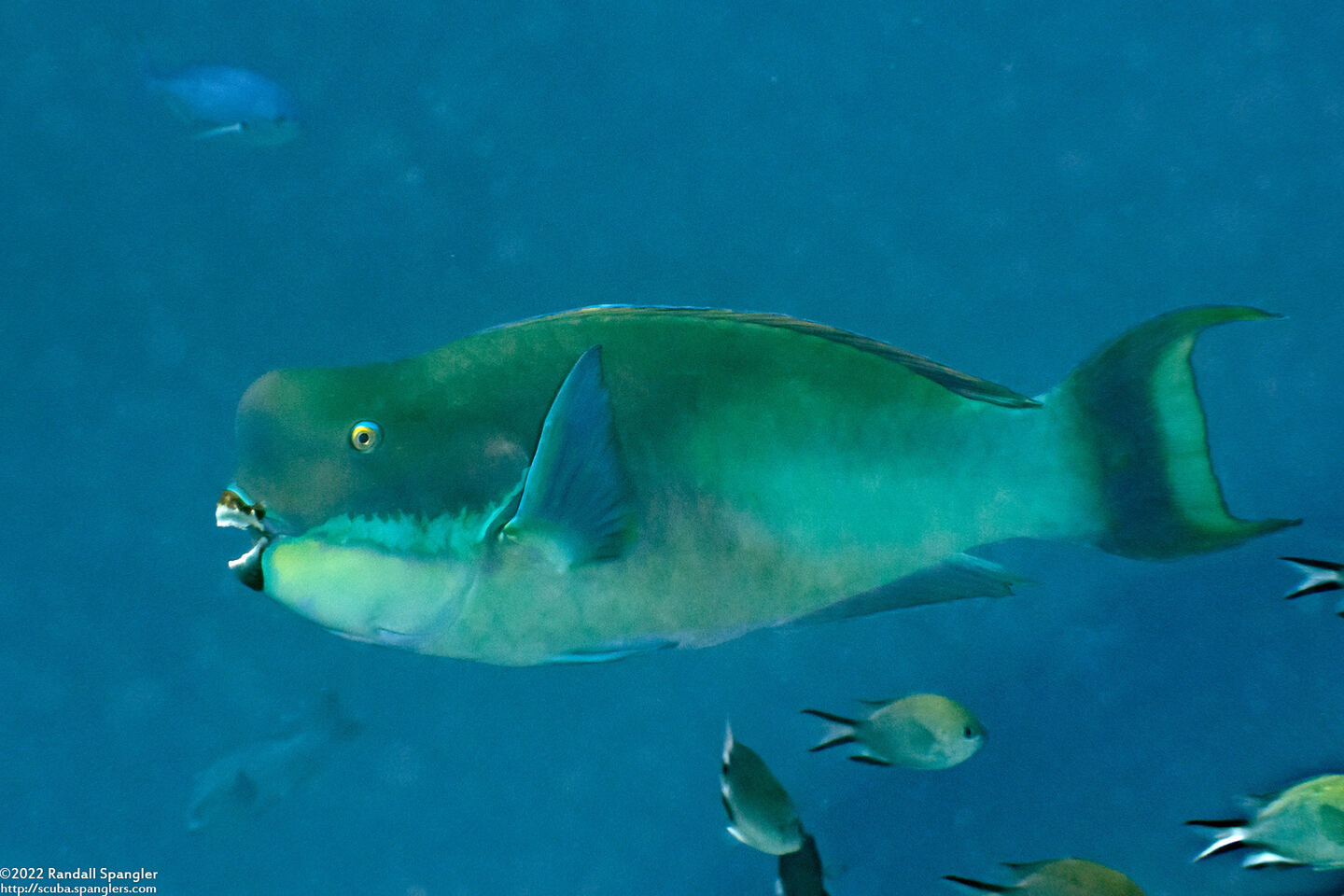 Chlorurus microrhinos (Steephead Parrotfish)