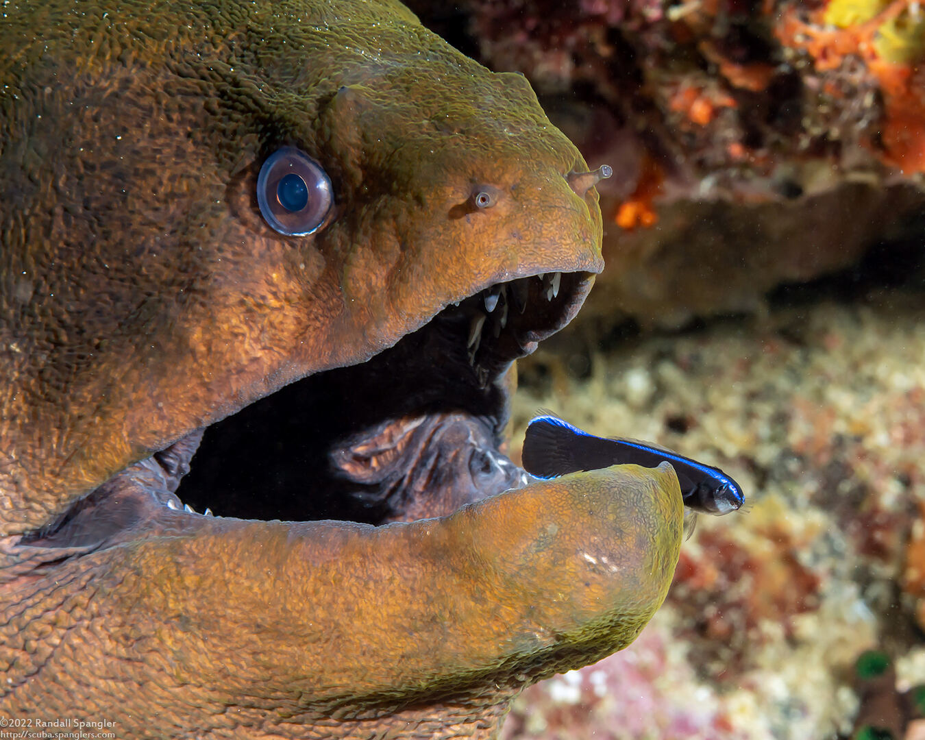 Gymnothorax javanicus (Giant Moray)