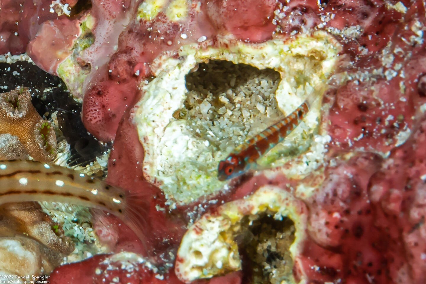 Eviota nebulosa (Nebulous Dwarfgoby)