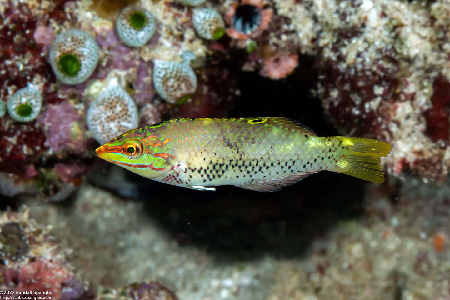 Halichoeres hortulanus (Checkerboard Wrasse)