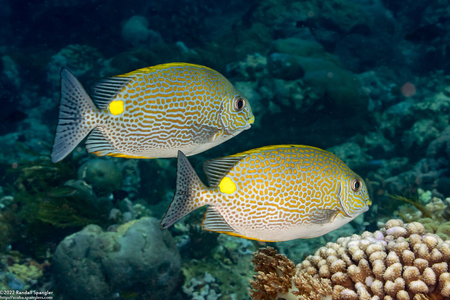 Siganus lineatus (Lined Rabbitfish)
