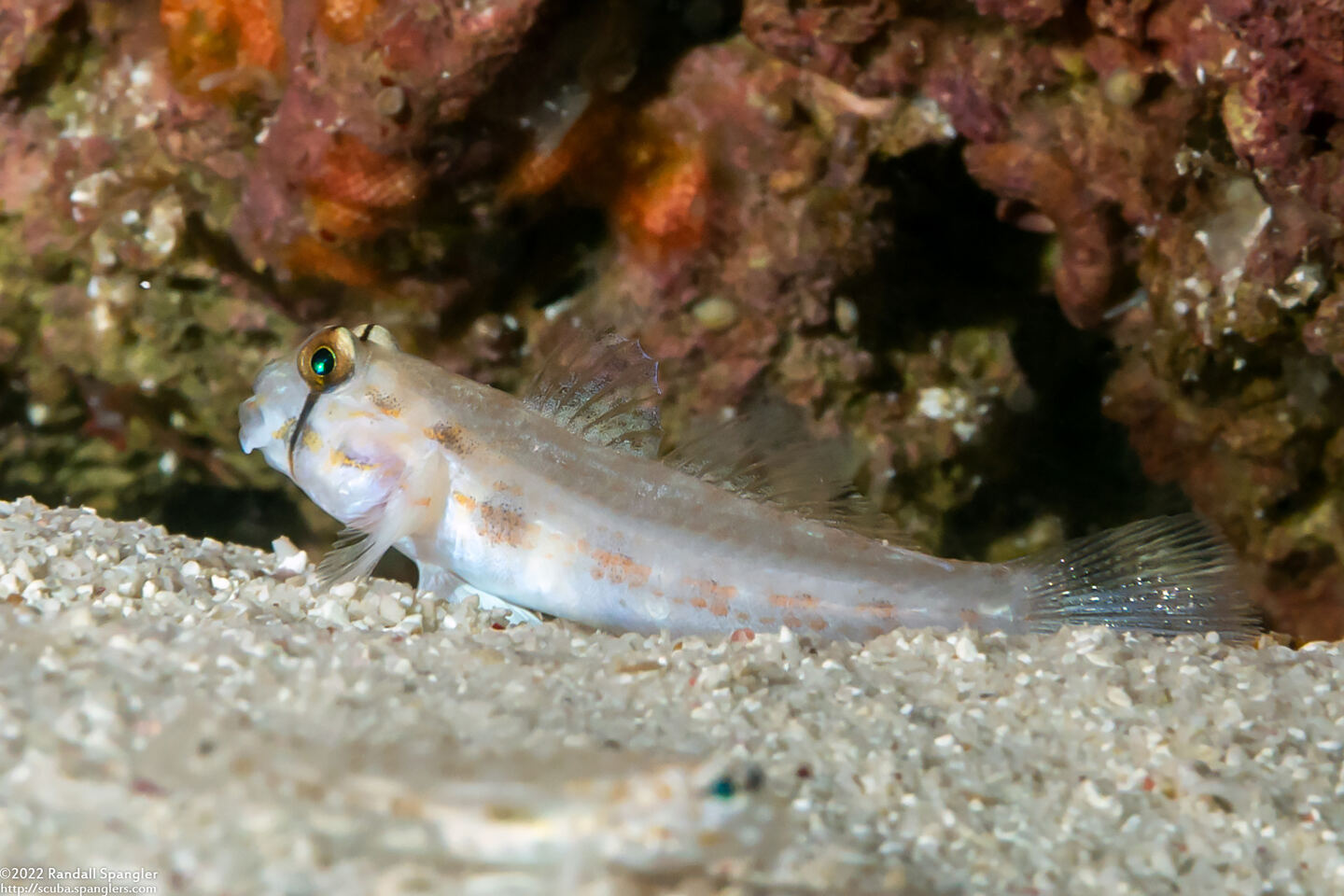Gnatholepis anjerensis (Eyebar Goby)