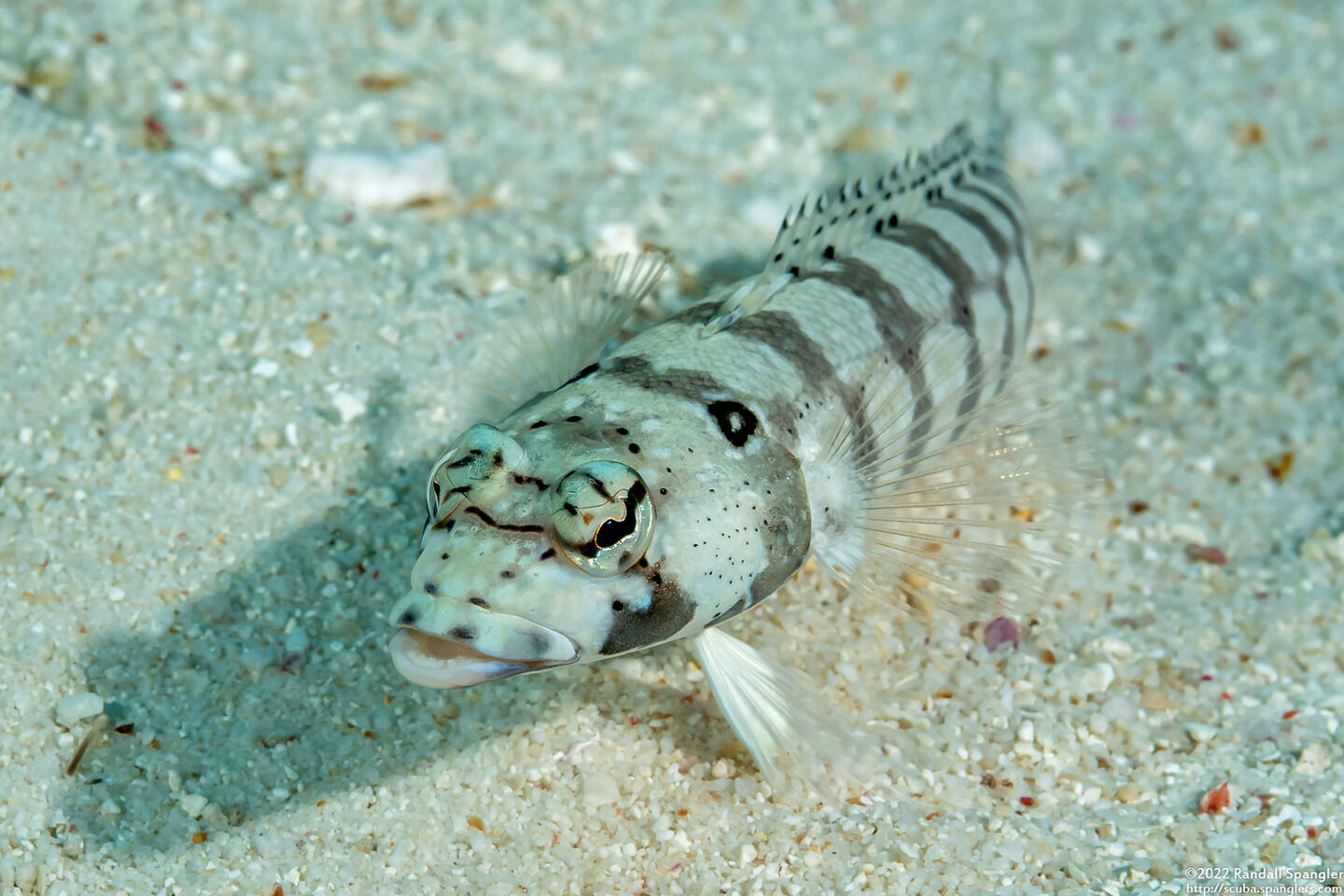 Parapercis tetracantha (Reticulated Sandperch)