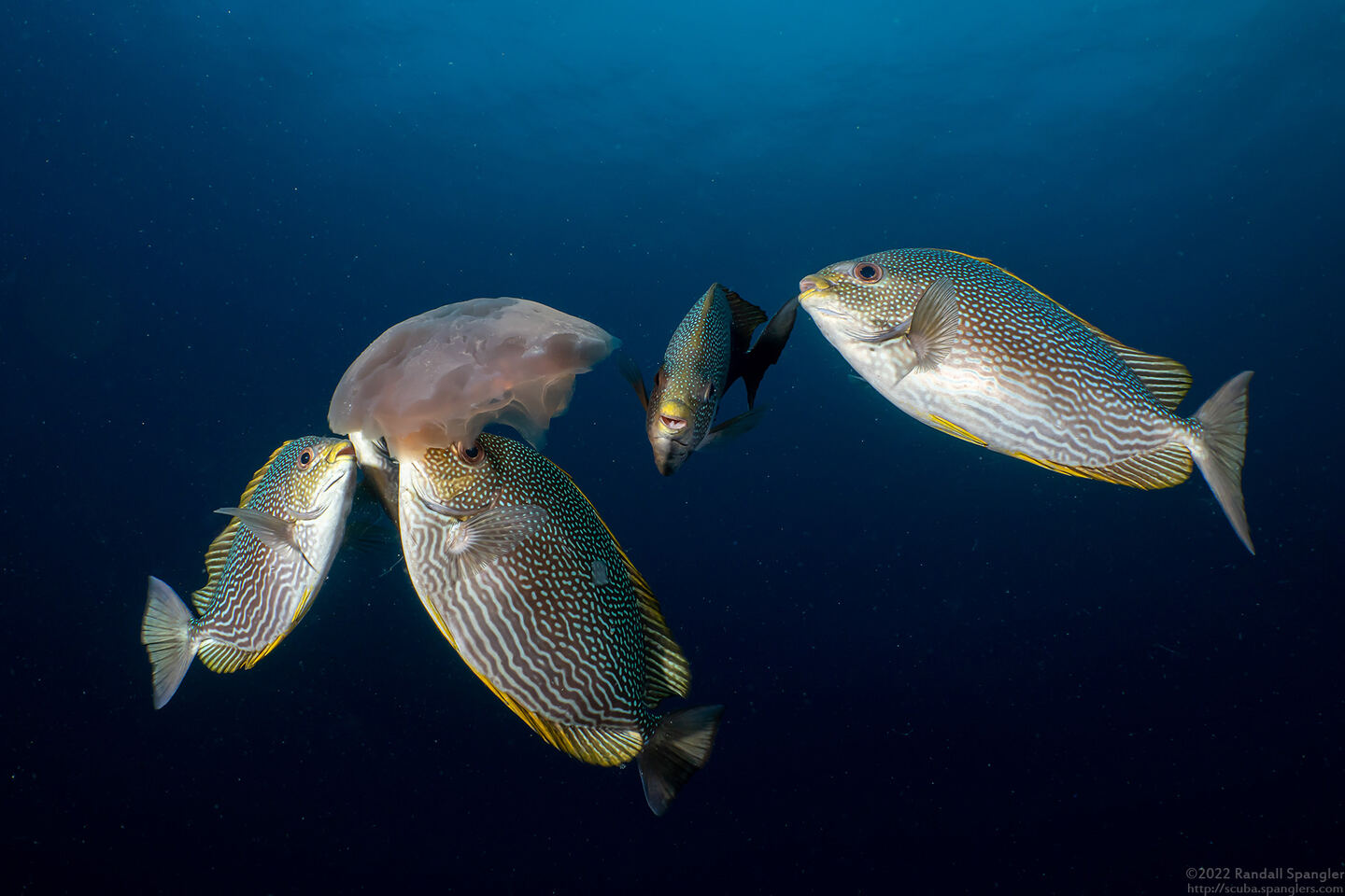 Siganus javus (Java Rabbitfish)