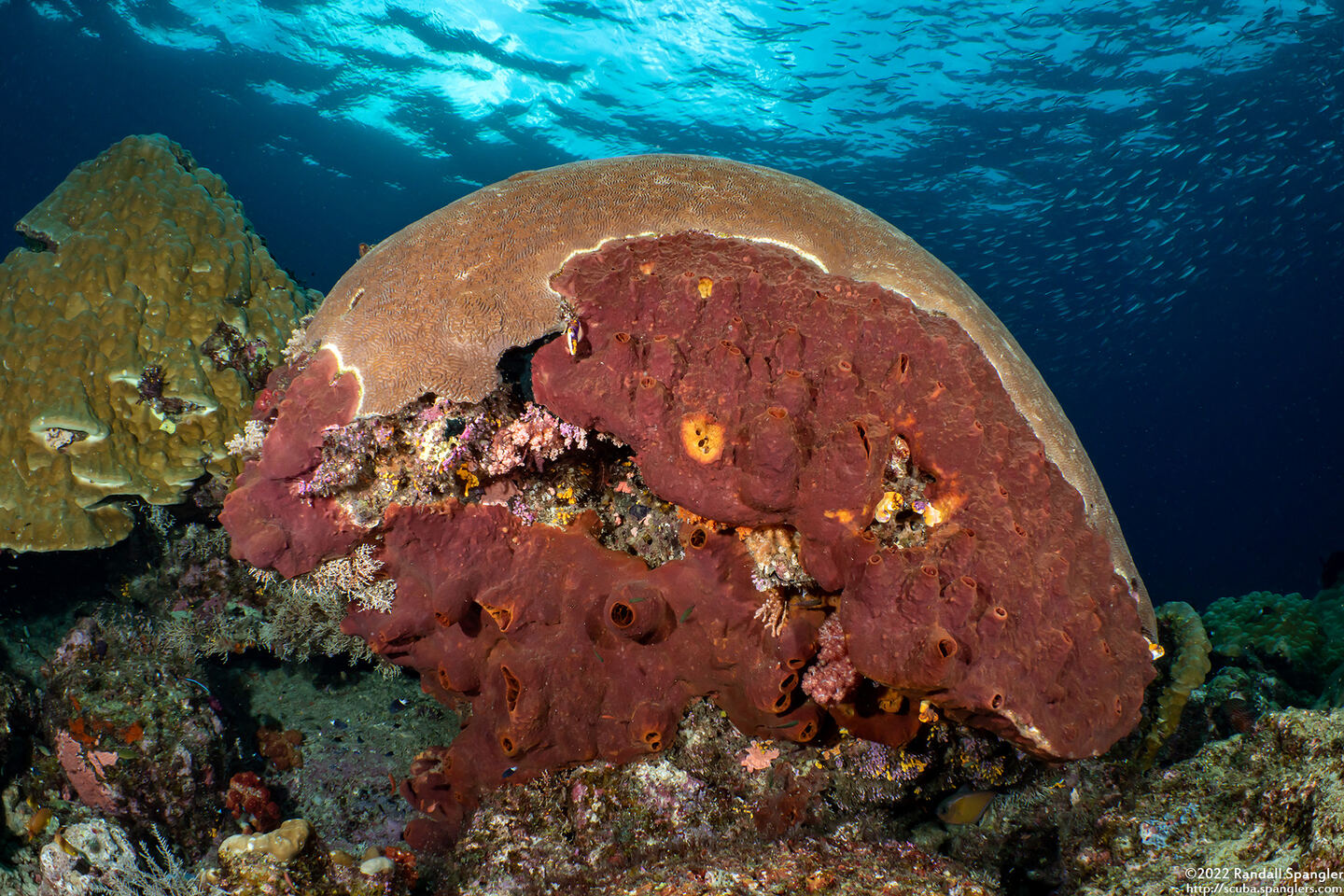 Spheciospongia vagabunda (Vagabond Boring Sponge)