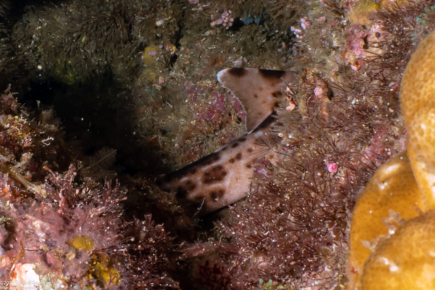 Hemiscyllium freycineti (Raja Epaulette Shark)