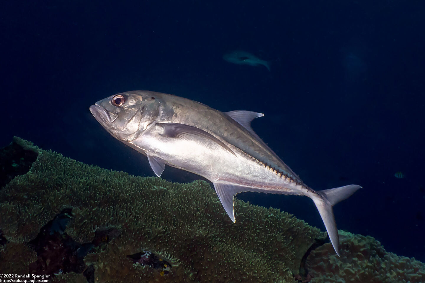 Caranx sexfasciatus (Bigeye Trevally)