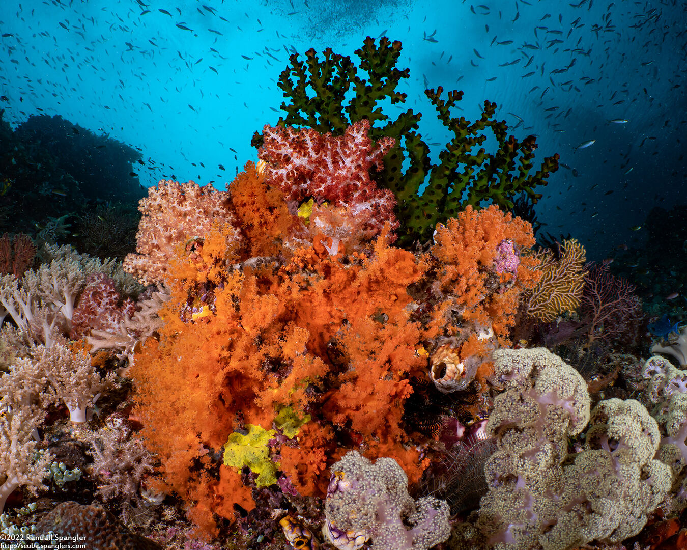 Dendronephthya sp.1 (Dendronephthya)