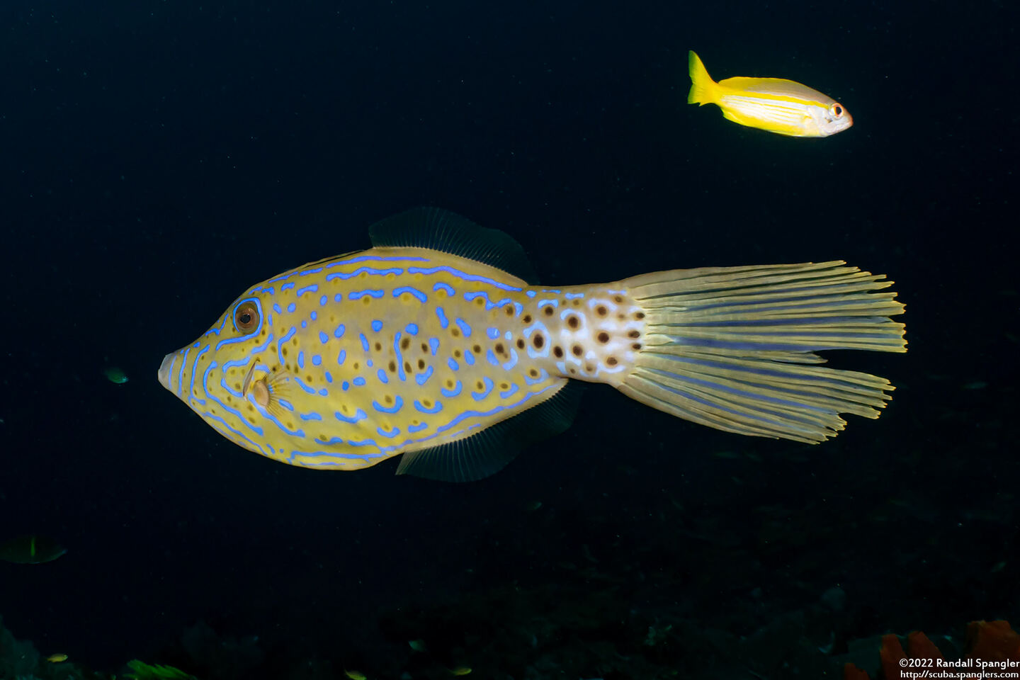 Aluterus scriptus (Scrawled Filefish)