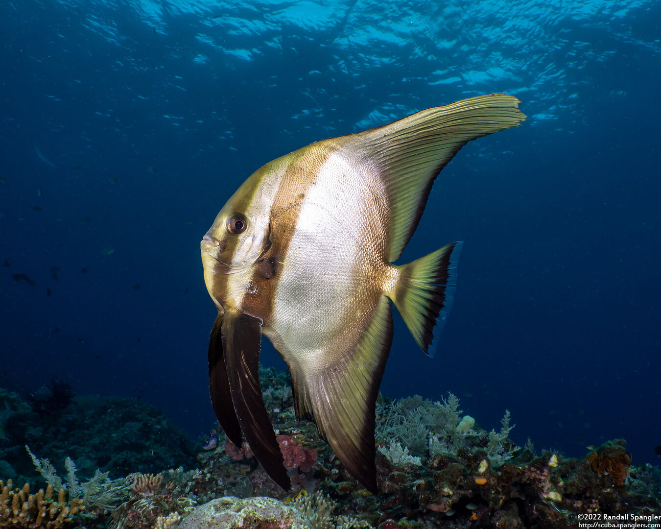 Platax teira (Longfin Spadefish)