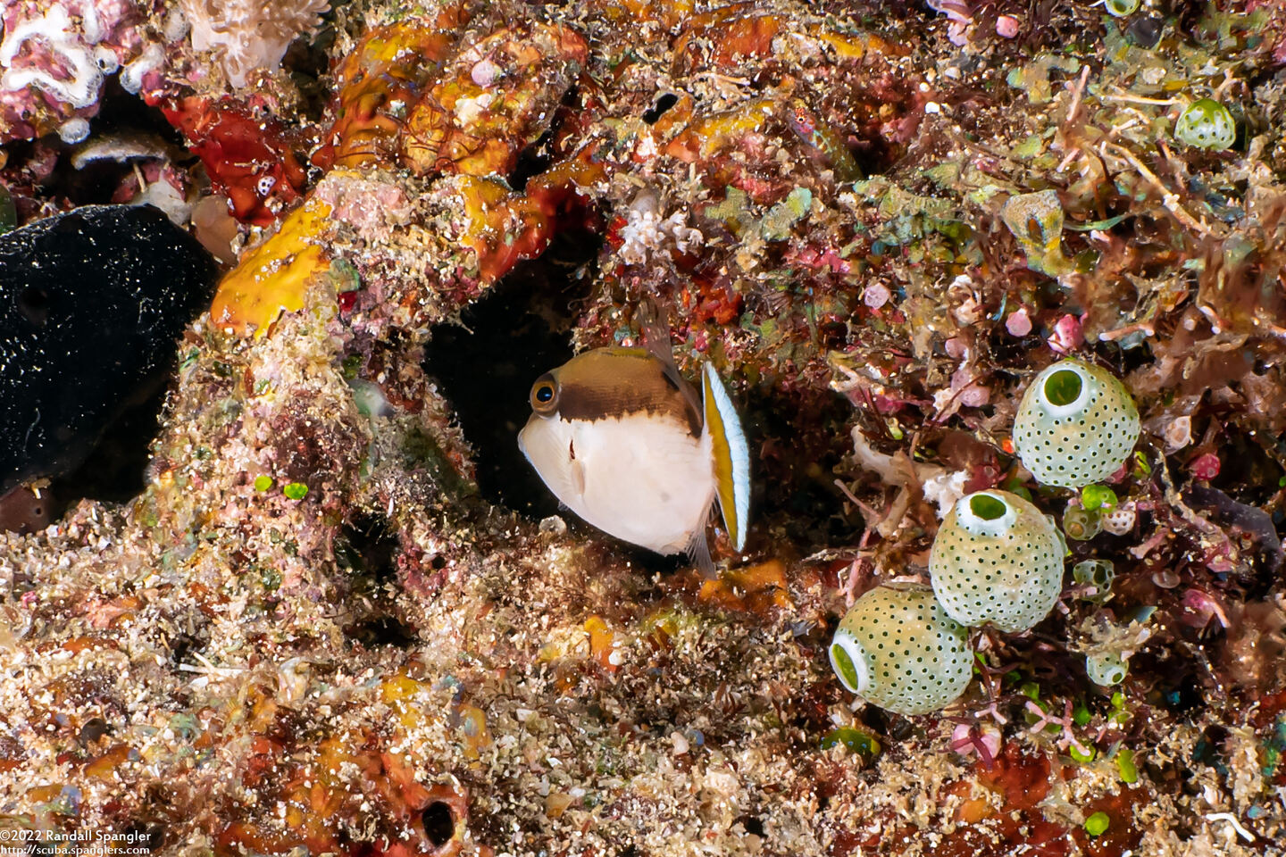 Sufflamen chrysopterum (Flagtail Triggerfish)