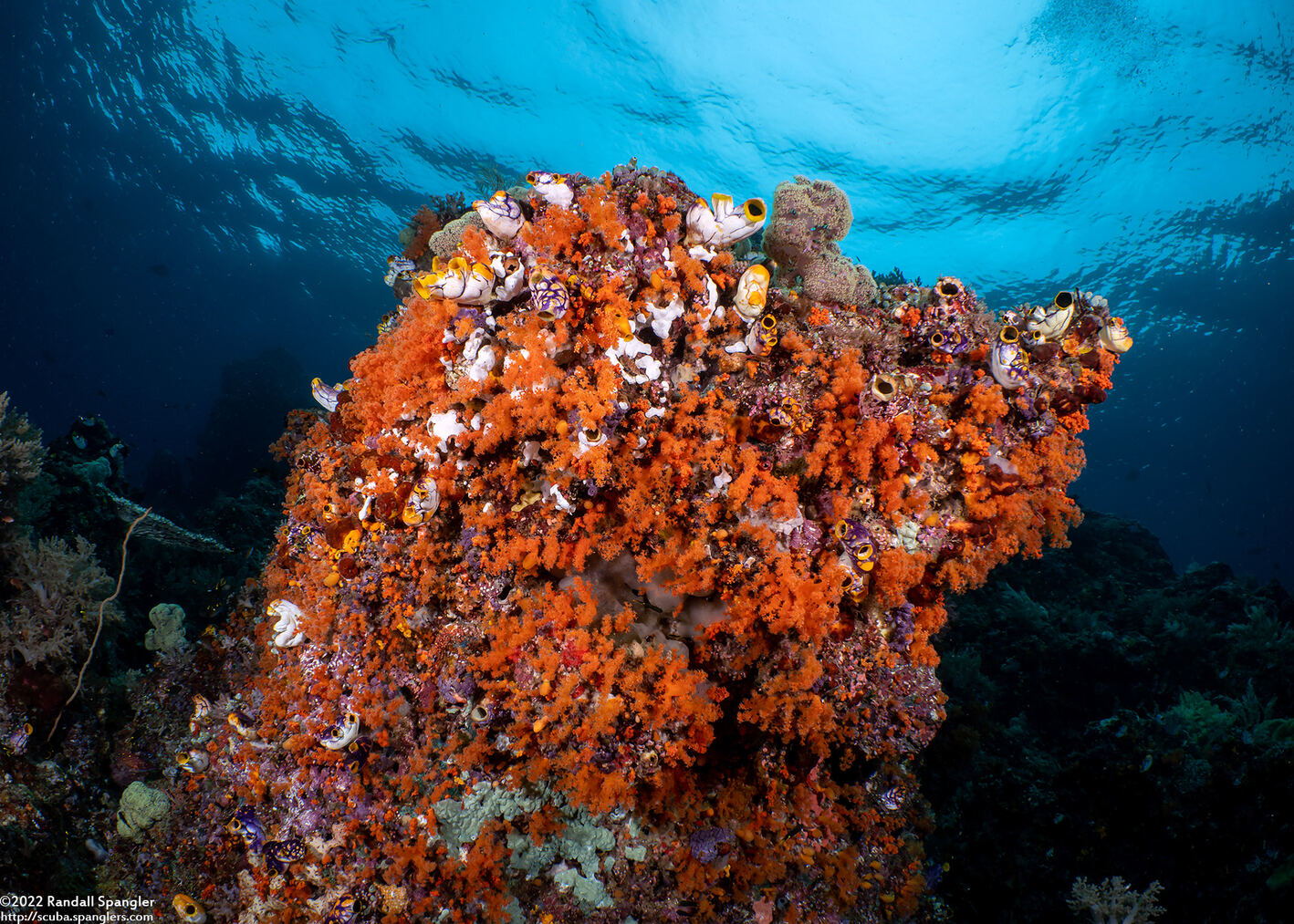 Dendronephthya sp.1 (Dendronephthya)