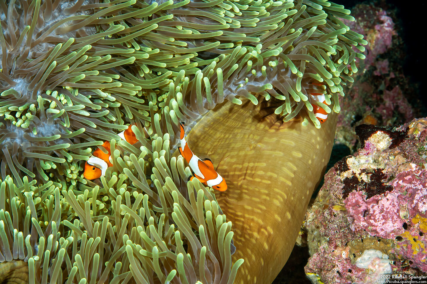 Heteractis magnifica (Magnificent Sea Anemone)