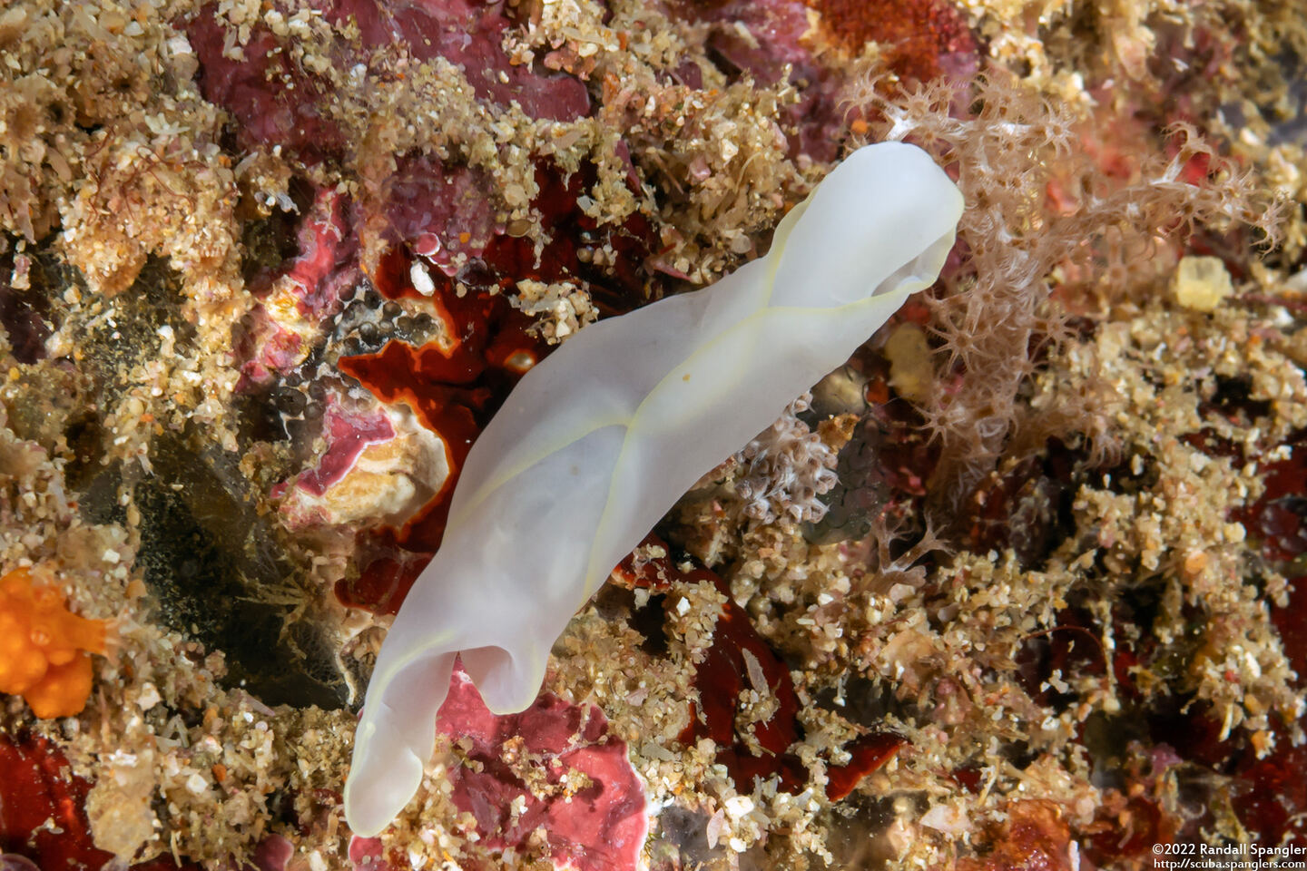 Chelidonura amoena (Lovely Headshield Slug)