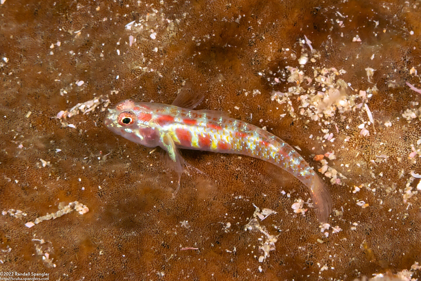 Eviota guttata (Whitestriped Dwarfgoby)