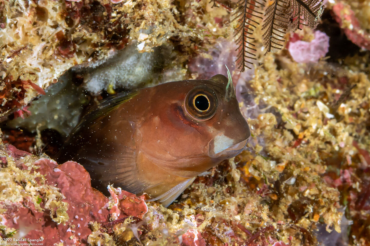 Ecsenius bicolor (Bicolor Coralblenny)