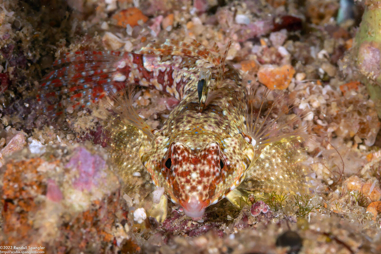 Synchiropus moyeri (Moyer's Dragonet)