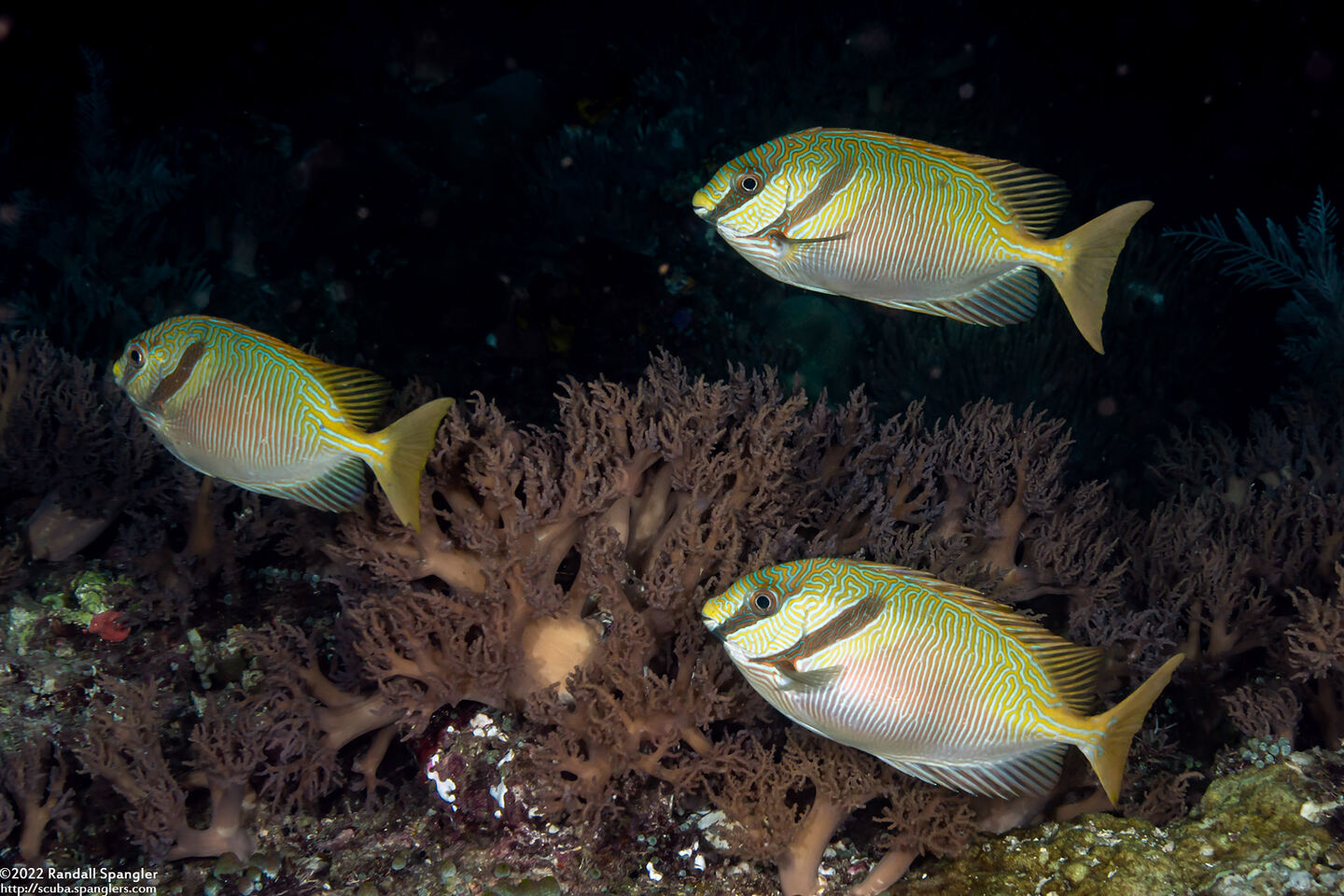 Siganus doliatus (Barred Rabbitfish)