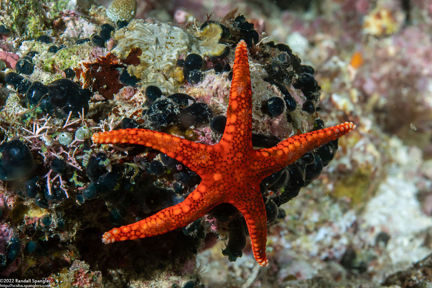 Fromia hemiopla (Armored Sea Star)