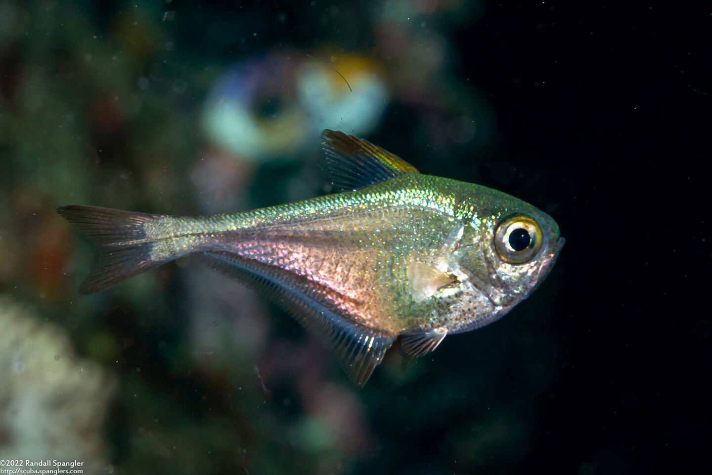 Pempheris adusta (Dusky Sweeper)