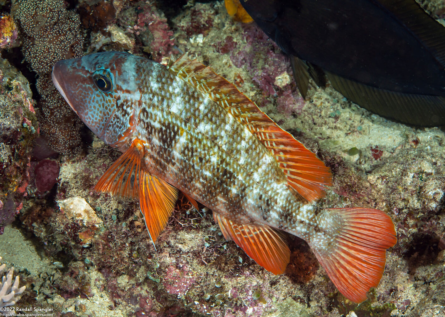 Lethrinus erythracanthus (Yellowfin Emperor)