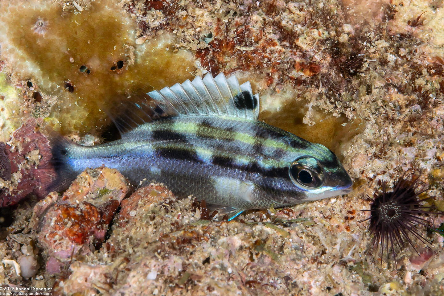 Scolopsis bilineata (Bridled Monocle Bream)